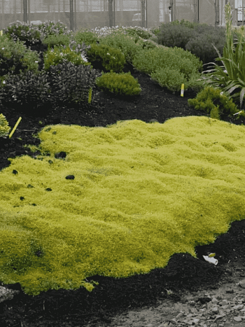 Мшанка шиловидная Scotch Moss