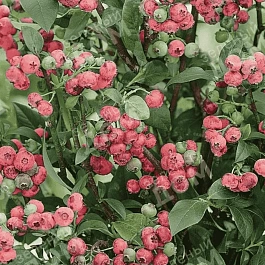 Голубика высокорослая Pink Blueberry