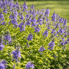 Вероника простёртая Aztec Gold