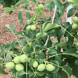 Грецкий орех Идеал