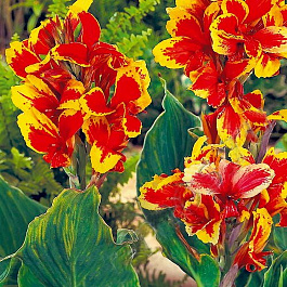 Канна зеленолистная Роземунд Коль