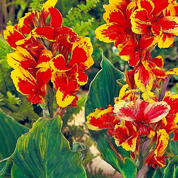 Канна зеленолистная Роземунд Коль