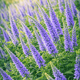 Вероникаструм виргинский Apollo