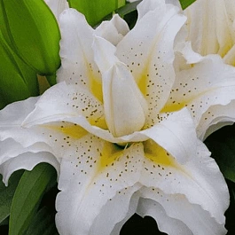 Лилия Roselily Sita