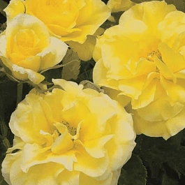 Роза Флорибунда Sunsprite