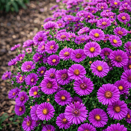 Астра кустарниковая Starlight