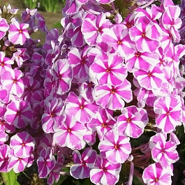 Флокс пятнистый Natascha