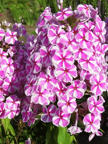 Флокс пятнистый Natascha