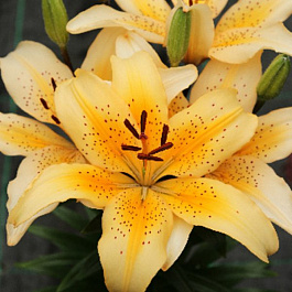 Лилия азиатская горшечная Фреклд Джой