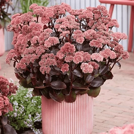 Очиток Black Knight