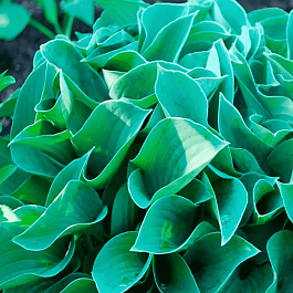 Хоста Blue Cadet