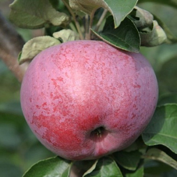 Яблоня Подарок Графскому Яблоня Подарок Графскому