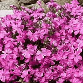 Флокс столоносный 'Millstream'