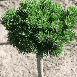 Сосна горная Sherwood Compact Штамб