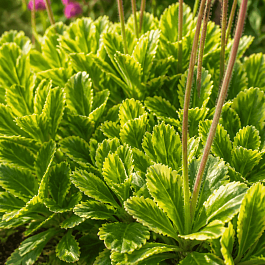 Камнеломка городская Variegata
