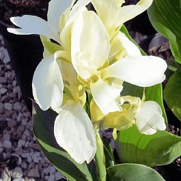 Канна  Ambassador