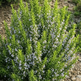 Розмарин лекарственный