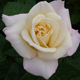 Роза чайно-гибридная Тру Лав