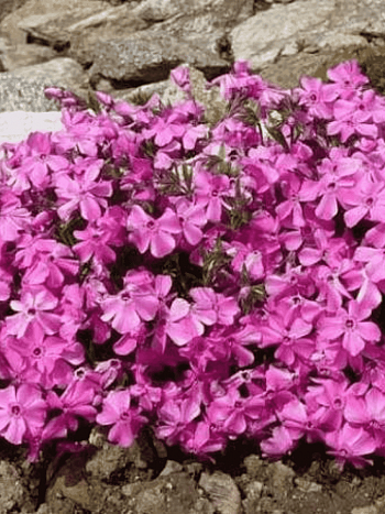 Флокс столоносный 'Millstream'