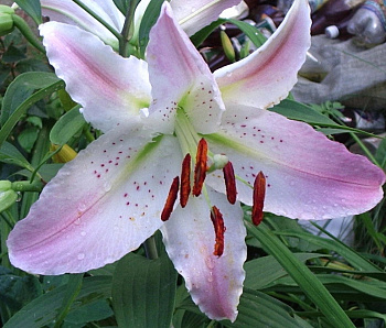 Лилия восточная Марко Поло