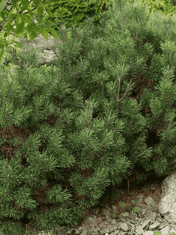 Сосна горная Picobello