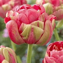 Тюльпан Махровый Renown Unique