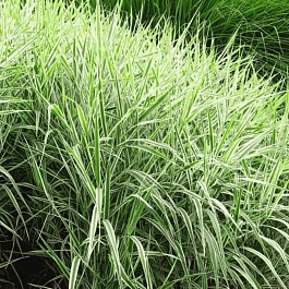 Фалярис тростниковый Picta