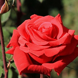 Роза чайно-гибридная Ред Берлин