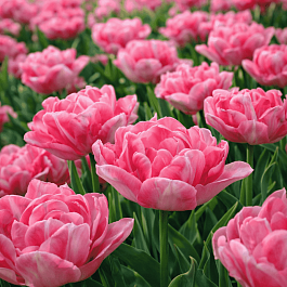 Тюльпан Махровый Foxtrot