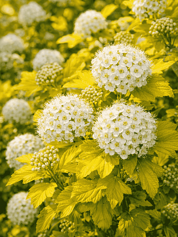 Пузыреплодник калинолистный Darts Gold