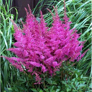 Астильба гибридная Юник Лилак