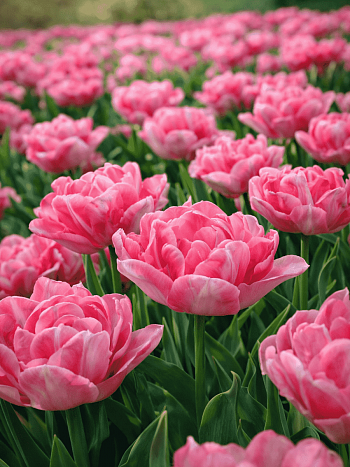 Тюльпан Махровый Foxtrot