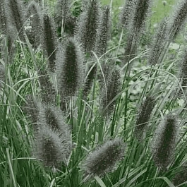 Пеннисетум лисохвостый Black Beauty