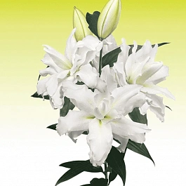 Лилия Roselily Rafaela