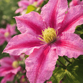 Клематис Rosamunde