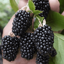 Ежевика ремонтантная Prime Ark Freedom