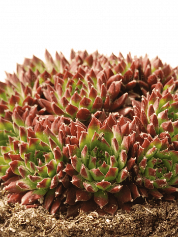 Молодило гибридное Ultraturmaline