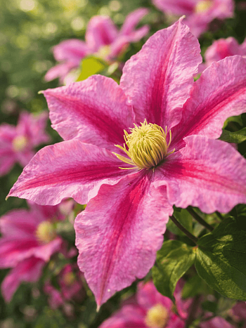 Клематис Rosamunde