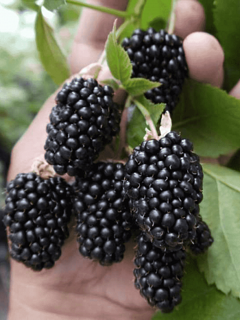 Ежевика ремонтантная Prime Ark Freedom