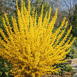 Форзиция промежуточная  Golden Time