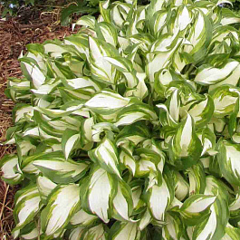 Хоста Kiwi spearmint