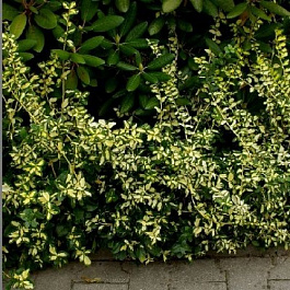 Бересклет Форчуна Интерболви Бересклет Форчуна Интерболви