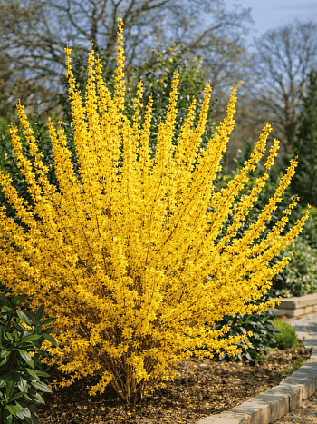 Форзиция промежуточная  Golden Time