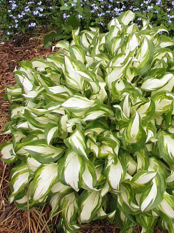 Хоста Kiwi spearmint