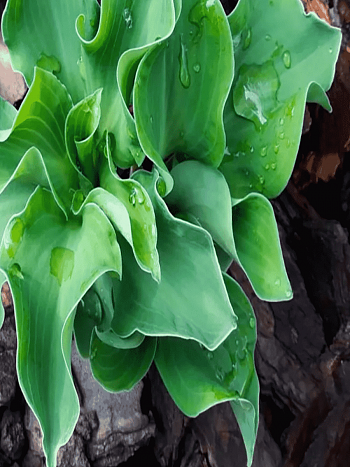 Хоста Ruffled Mouse Ears