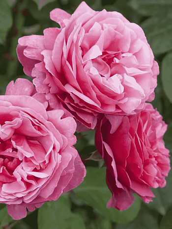 Роза чайно-гибридная Anton Tchekhov