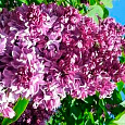 Сирень обыкновенная Адмирал Кузнецов