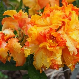 Азалия Nina-Lisa