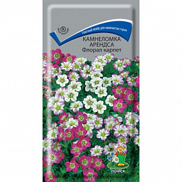Камнеломка Арендса Флорал карпет