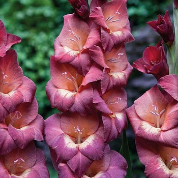 Гладиолус Бамбино Пенни Лейн